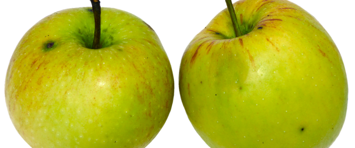 Asbestsanering af vægge og fliseklæb naturligt